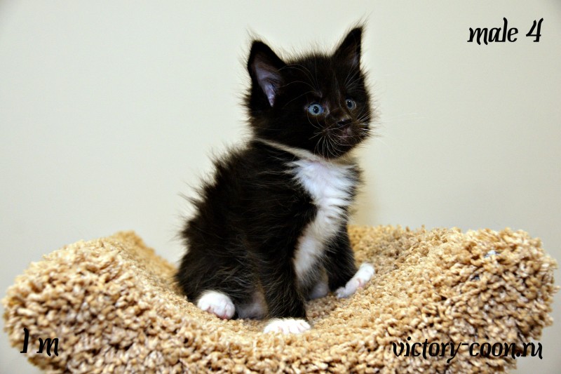 Yarobor Victory, 1 месяц