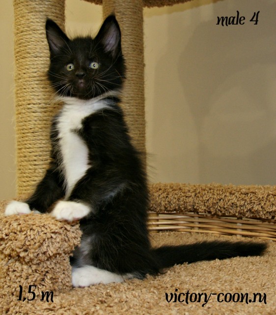 Yarobor Victory, 1,5 месяца