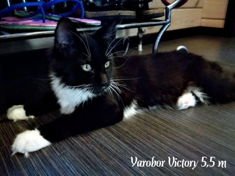 Yarobor Victory, 5,5 месяцев