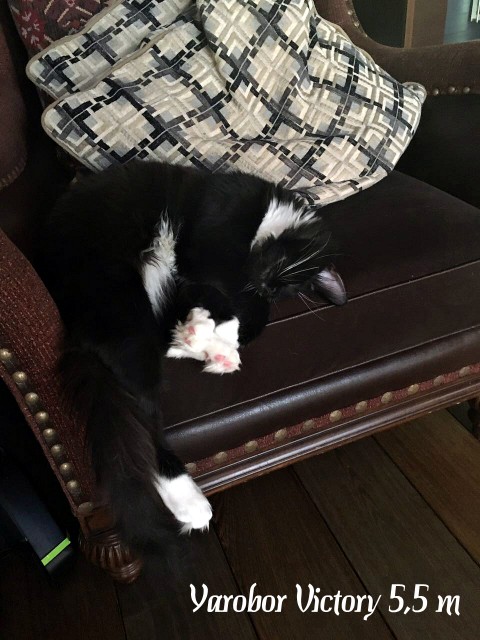 Yarobor Victory, 5,5 месяцев