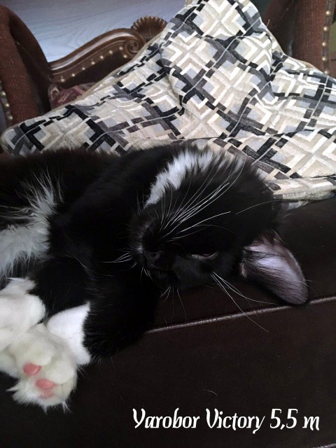 Yarobor Victory, 5,5 месяцев