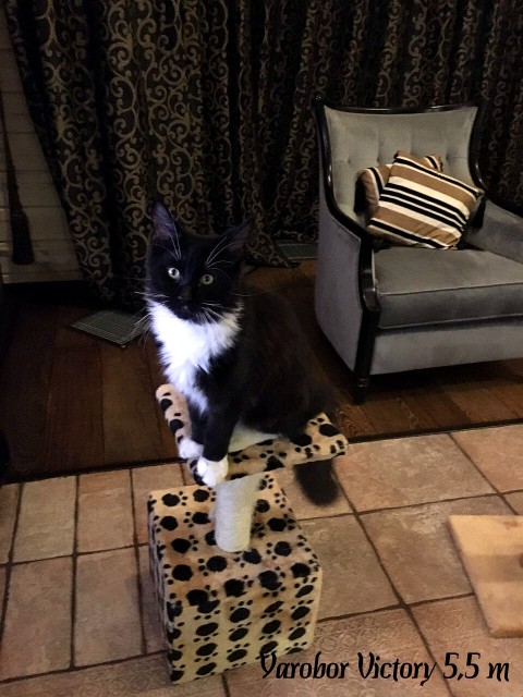 Yarobor Victory, 5,5 месяцев