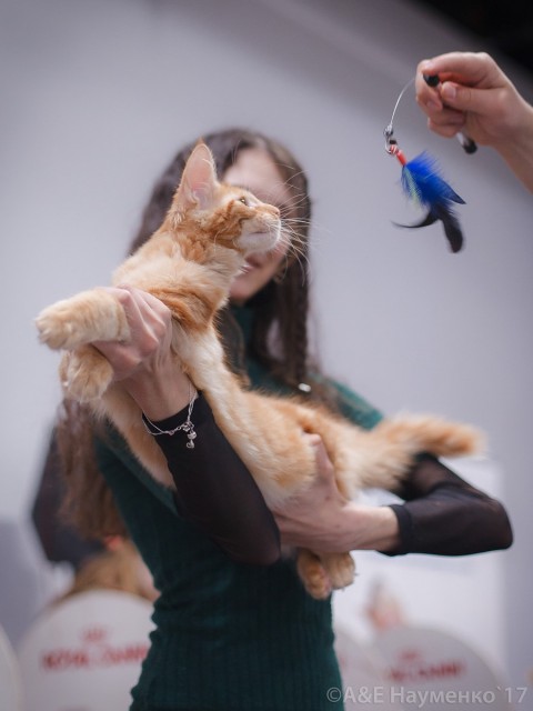 Кубок Валенсии, 8-9 апреля 2017, Сокольники, Victory