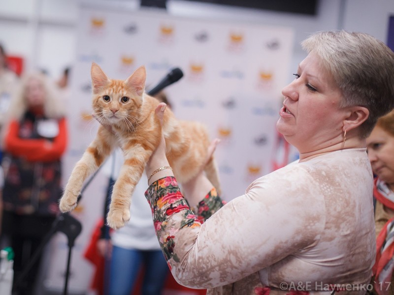 Кубок Валенсии, 8-9 апреля 2017, Сокольники, Victory