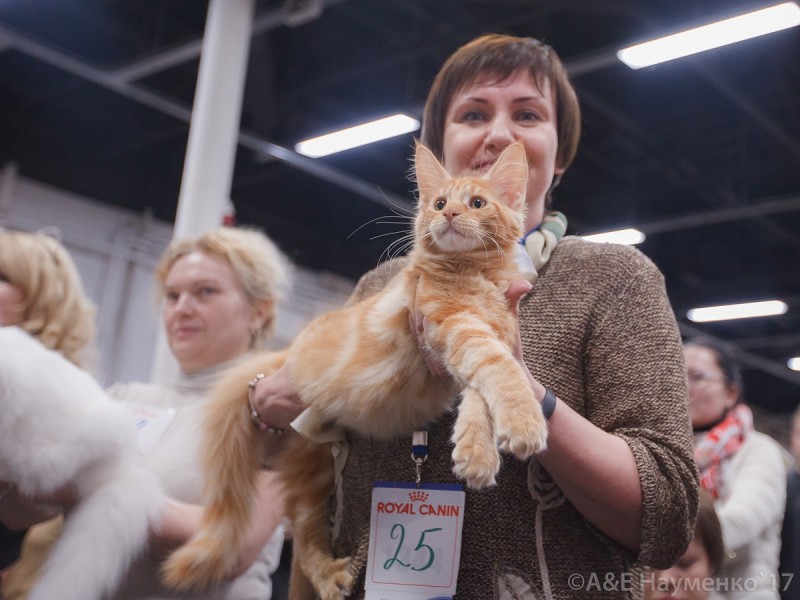 Кубок Валенсии, 8-9 апреля 2017, Сокольники, Victory