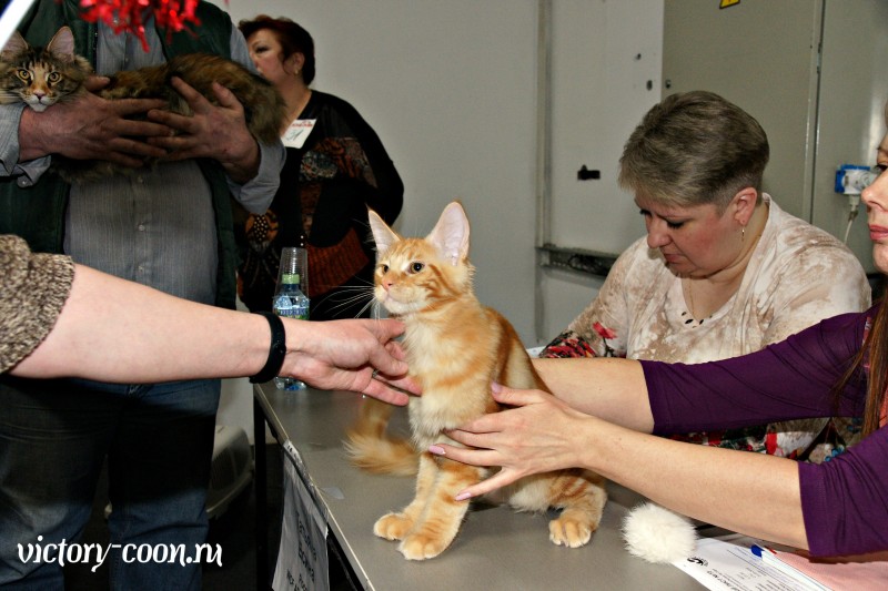Кубок Валенсии, 8-9 апреля 2017, Сокольники, Victory