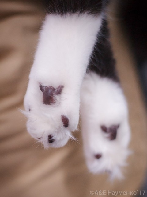 Кубок Валенсии, 8-9 апреля 2017, Сокольники, Victory