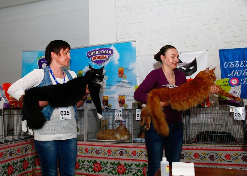 Zorro Victory, 7,5 месяцев, Фрея и ОЛСК 20-21 мая 2017 г.