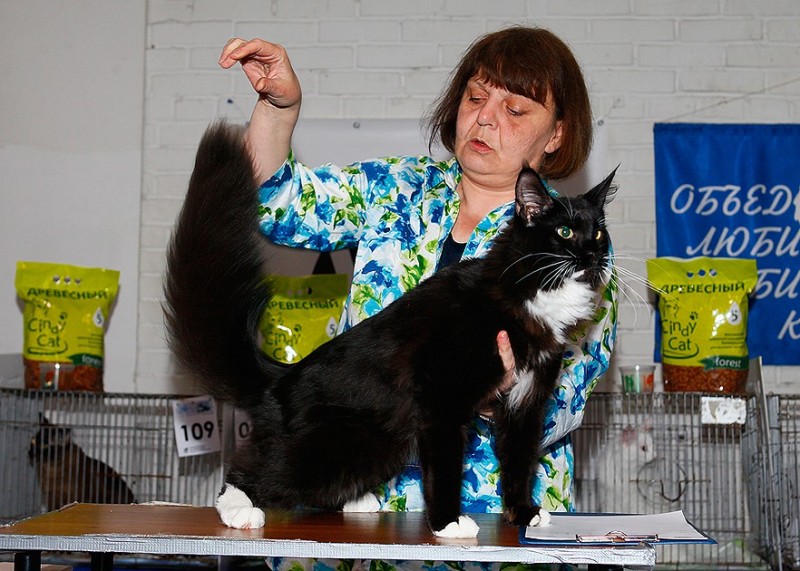 Zorro Victory, 7,5 месяцев, Фрея и ОЛСК 20-21 мая 2017 г.