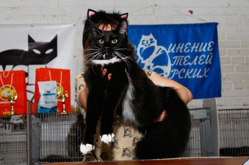 Zorro Victory, 7,5 месяцев, Фрея и ОЛСК 20-21 мая 2017 г.