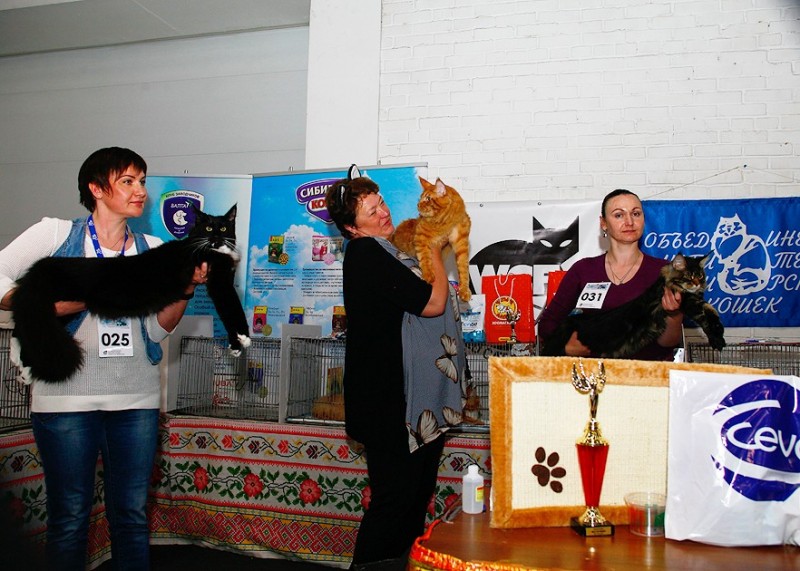 Zorro Victory, 7,5 месяцев, Фрея и ОЛСК 20-21 мая 2017 г.