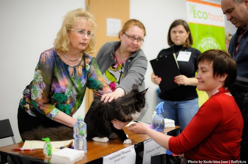 Zorro Victory, 7,5 месяцев, Фрея и ОЛСК 20-21 мая 2017 г.