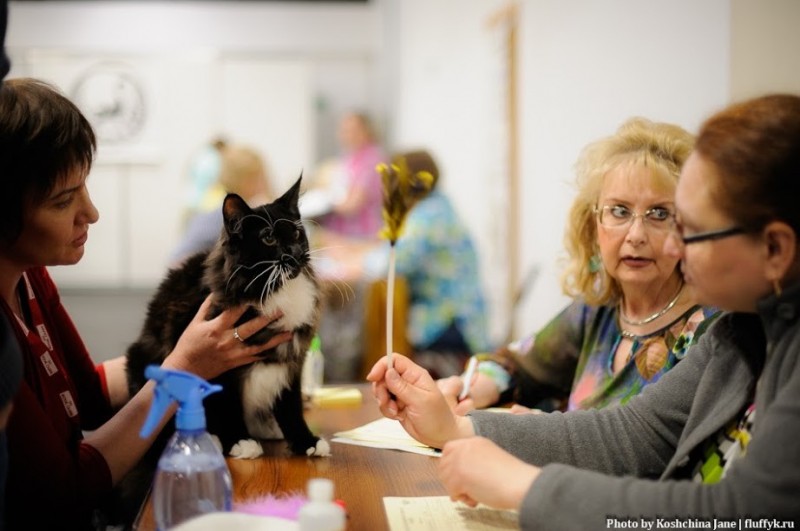 Zorro Victory, 7,5 месяцев, Фрея и ОЛСК 20-21 мая 2017 г.
