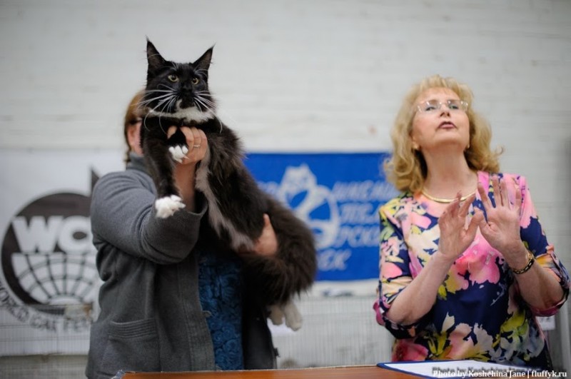 Zorro Victory, 7,5 месяцев, Фрея и ОЛСК 20-21 мая 2017 г.