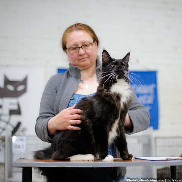 Zorro Victory, 7,5 месяцев, Фрея и ОЛСК 20-21 мая 2017 г.