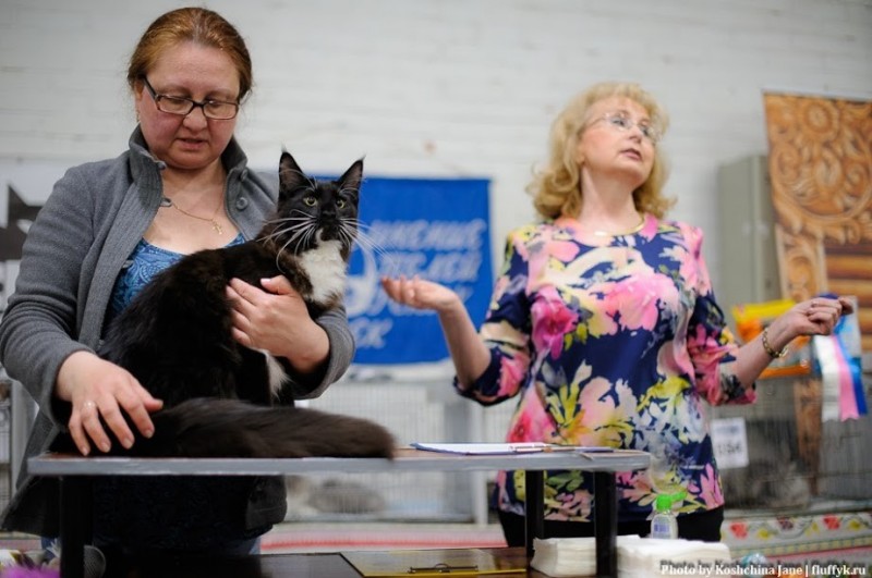 Zorro Victory, 7,5 месяцев, Фрея и ОЛСК 20-21 мая 2017 г.