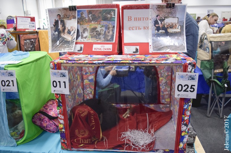 Zorro Victory, 7,5 месяцев, Фрея и ОЛСК 20-21 мая 2017 г.