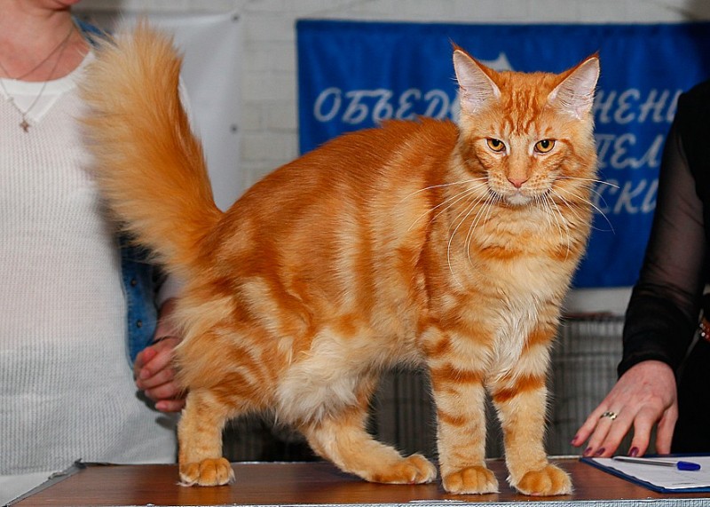 Eugene Victory, 5,5 месяцев, Фрея и ОЛСК 20-21 мая 2017 г.