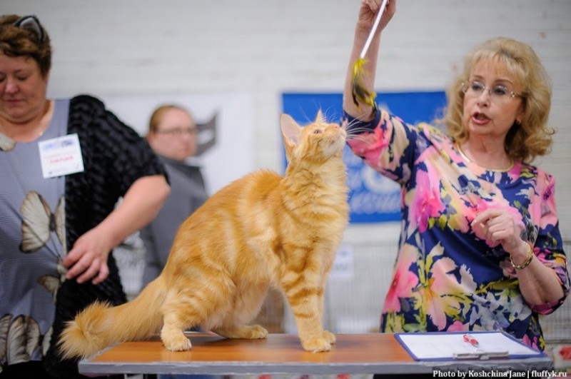 Eugene Victory, 5,5 месяцев, Фрея и ОЛСК 20-21 мая 2017 г.