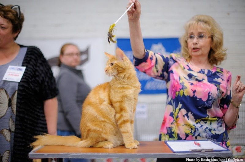 Eugene Victory, 5,5 месяцев, Фрея и ОЛСК 20-21 мая 2017 г.