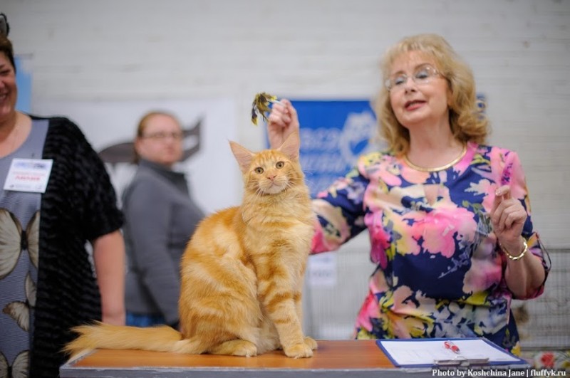 Eugene Victory, 5,5 месяцев, Фрея и ОЛСК 20-21 мая 2017 г.
