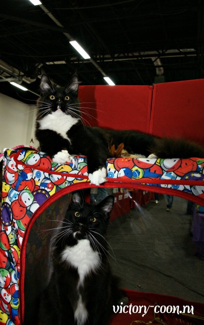 Zorro&Yang Victory, Фауна 3-4 июня 2017 г.