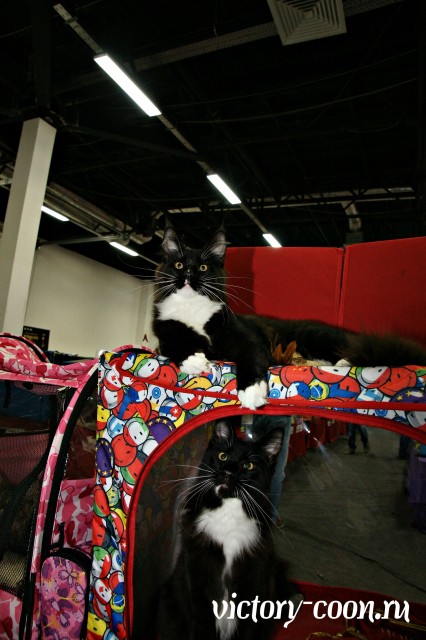 Zorro&Yang Victory, Фауна 3-4 июня 2017 г.