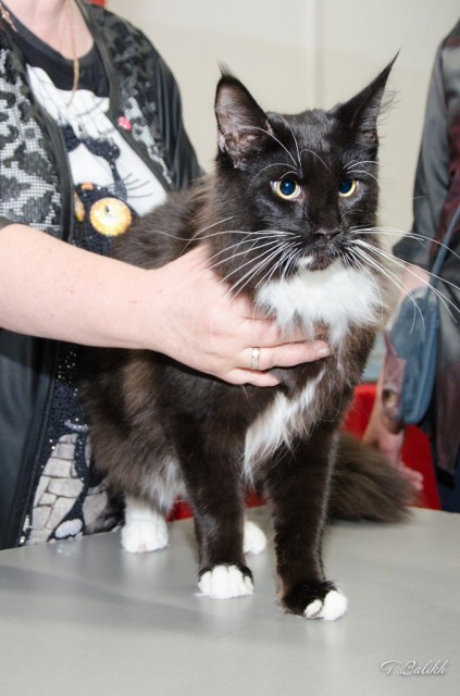 Zorro Victory, 7,5 месяцев, Фауна 3-4 июня 2017 г.