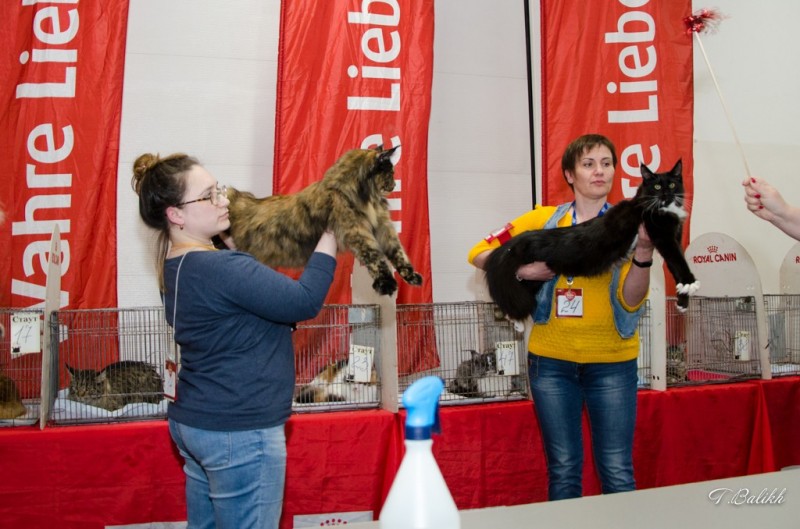 Zorro Victory, 7,5 месяцев, Фауна 3-4 июня 2017 г.