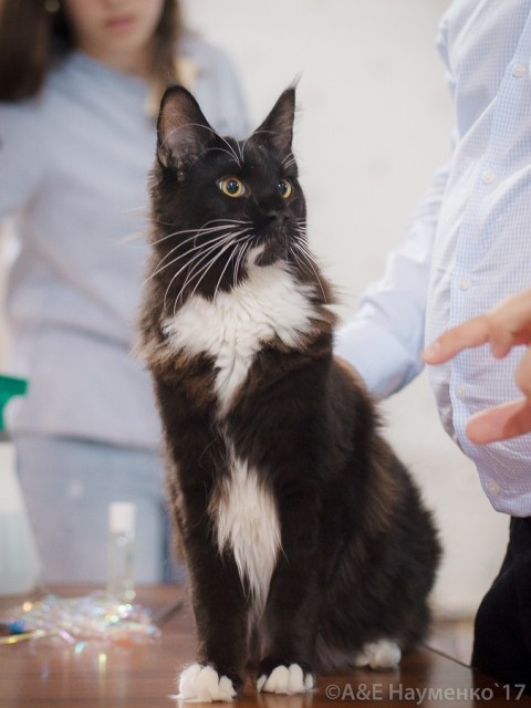 Zorro Victory, РосКош 10-11 июня 2017 г.