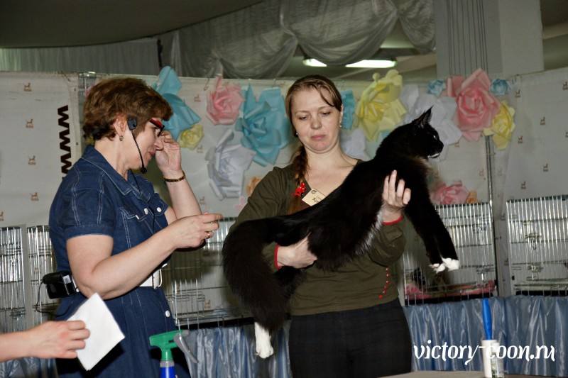 Zorro Victory, РосКош 10-11 июня 2017 г.