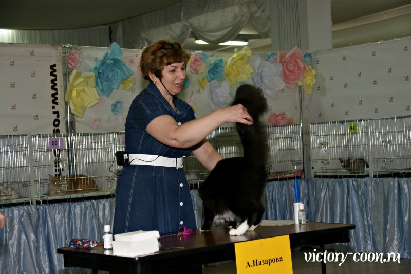 Zorro Victory, РосКош 10-11 июня 2017 г.