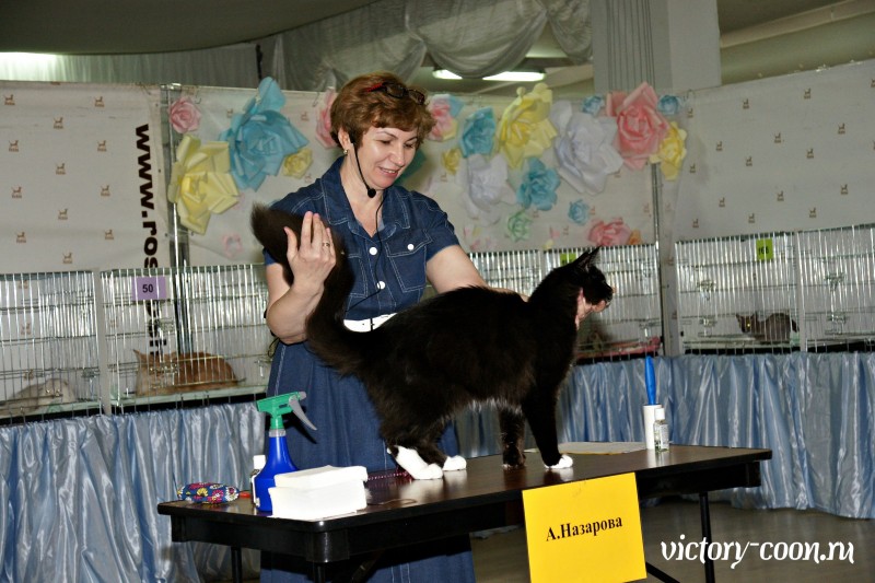 Zorro Victory, РосКош 10-11 июня 2017 г.