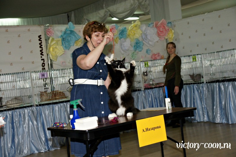 Zorro Victory, РосКош 10-11 июня 2017 г.