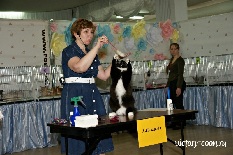 Zorro Victory, РосКош 10-11 июня 2017 г.