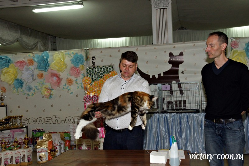 Zorro Victory, РосКош 10-11 июня 2017 г.