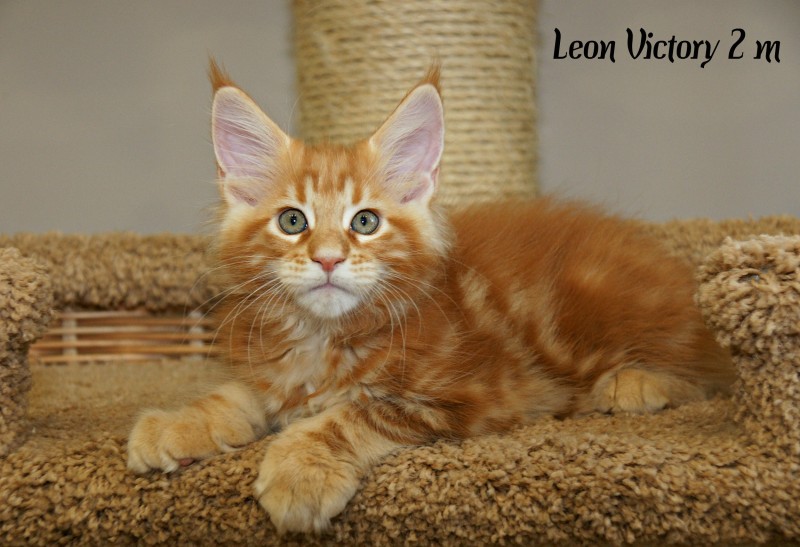 Leon Victory, 2 месяца