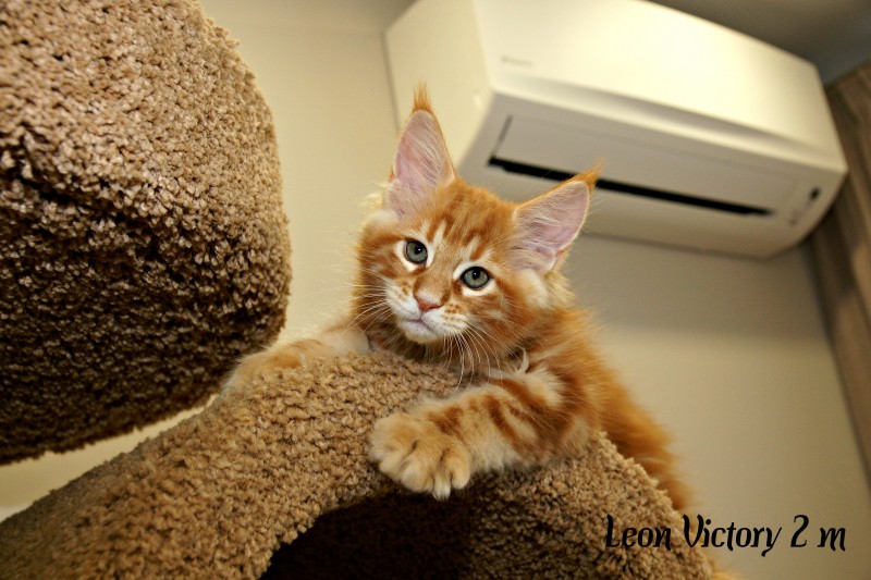 Leon Victory, 2 месяца