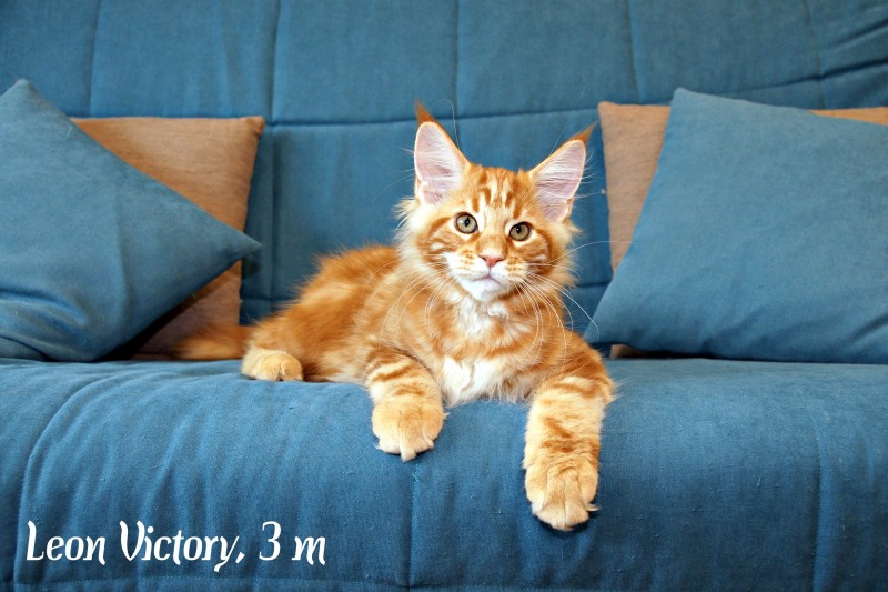 Leon Victory, 3 месяца