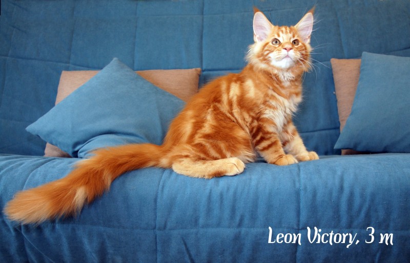 Leon Victory, 3 месяца