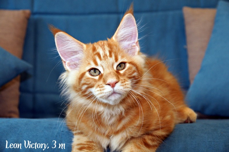 Leon Victory, 3 месяца