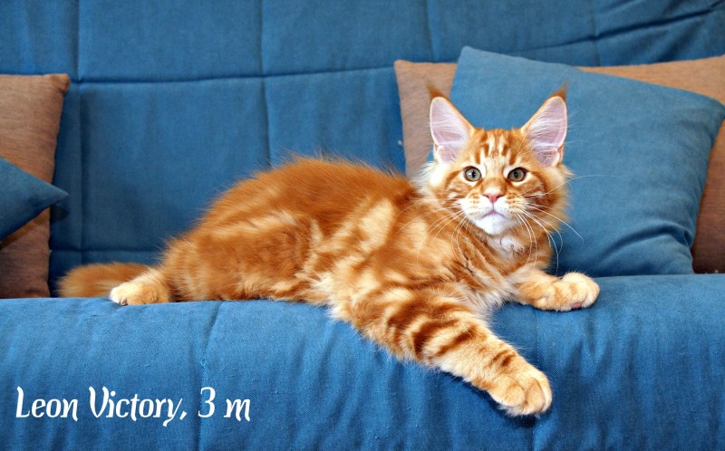 Leon Victory, 3 месяца