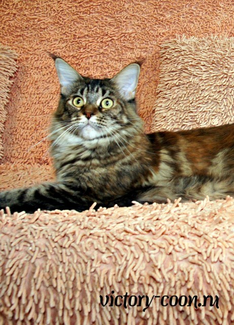 Bright Star Esmeralda, 1,5 y