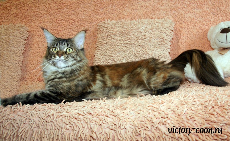 Bright Star Esmeralda, 1,5 y