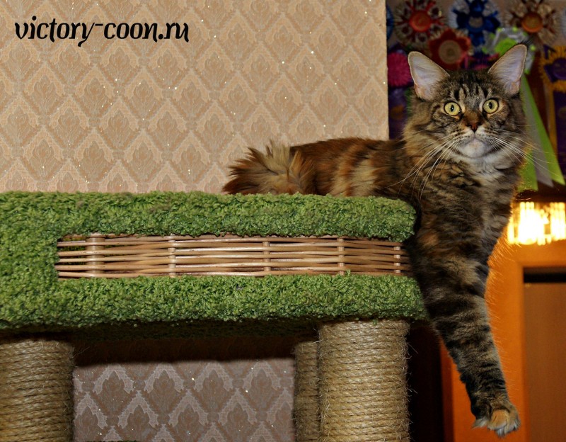 Bright Star Esmeralda, 1,5 y