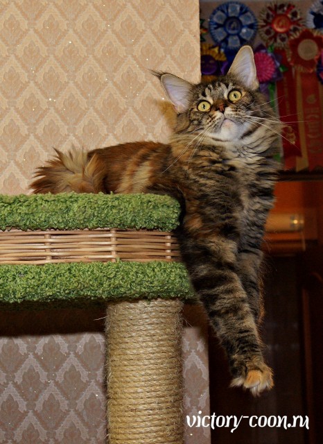 Bright Star Esmeralda, 1,5 y