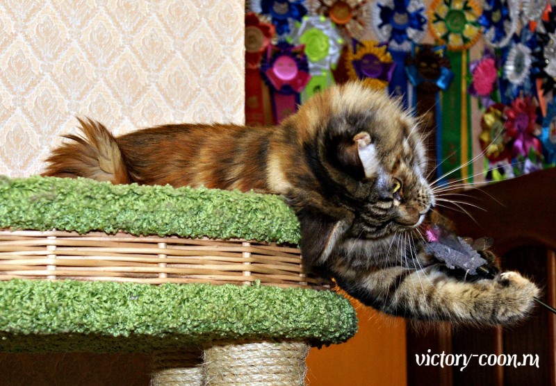 Bright Star Esmeralda, 1,5 y