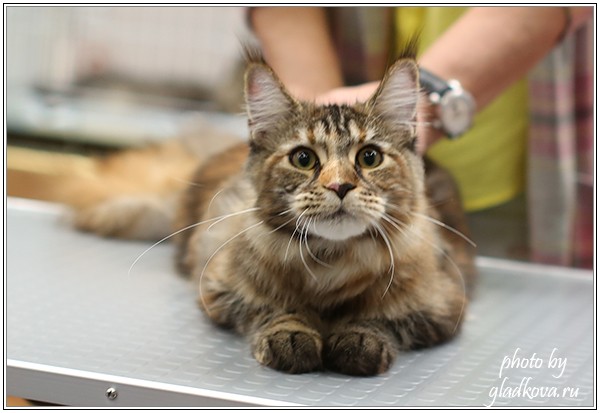 Rainbow XXXL*RUS, Бомонд кошек - 2015, VICTORY