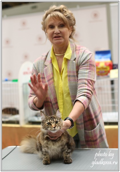 Rainbow XXXL*RUS, Бомонд кошек - 2015, VICTORY