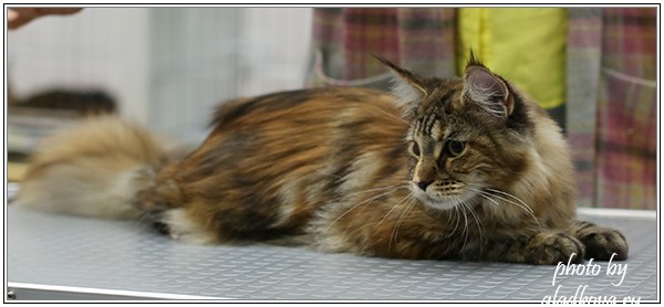 Rainbow XXXL*RUS, Бомонд кошек - 2015, VICTORY